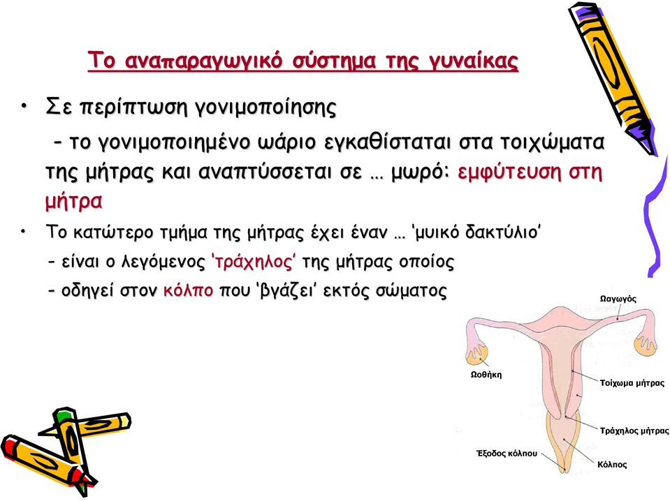 τμήμα της μήτρας έχει έναν μυικό δακτύλιο - είναι ο λεγόμενος τράχηλος της μήτρας οποίος -