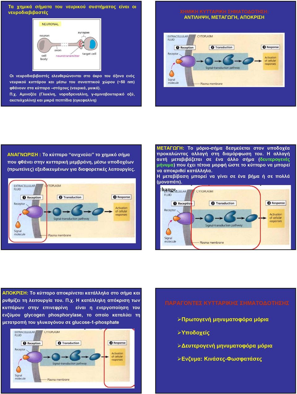 ρου (~50 nm) φθάνουν στα κύτταρα στόχο