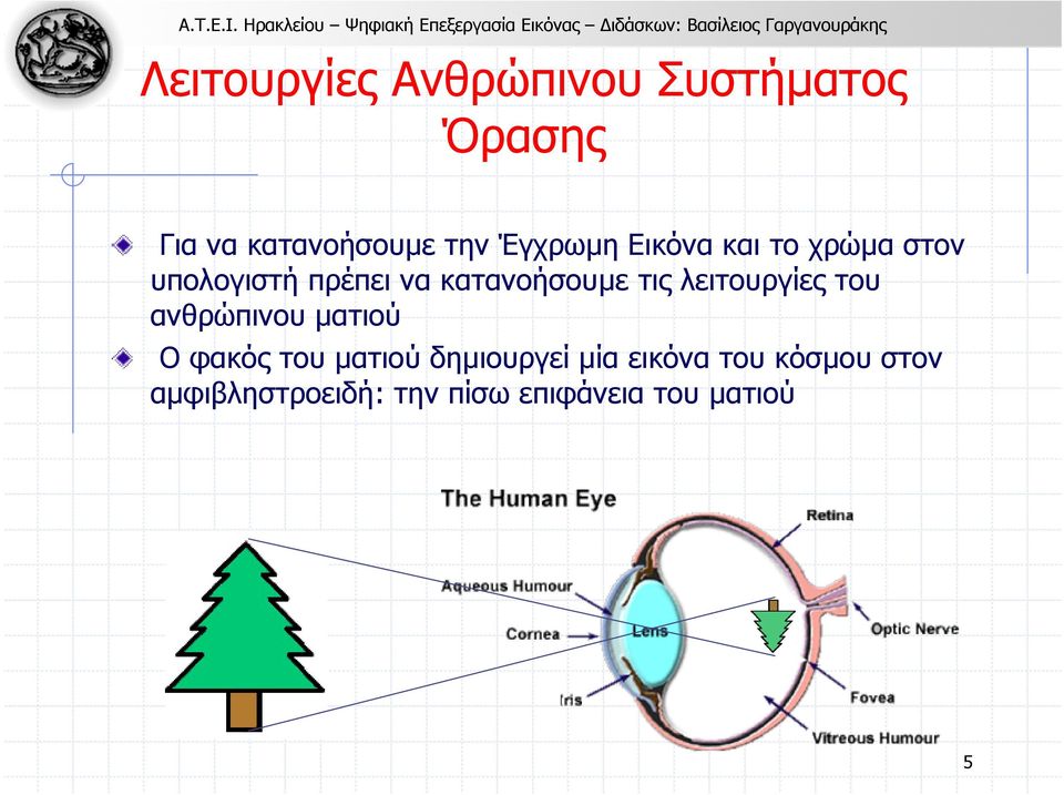 τις λειτουργίες του ανθρώπινου µατιού Οφακόςτουµατιού δηµιουργεί