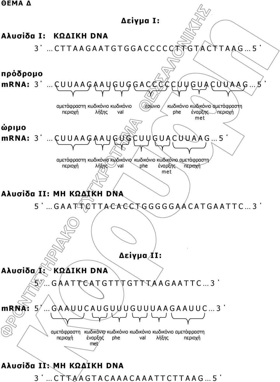 περιοχή λήξης val phe έναρξης περιοχή met Αλυσίδα ΙΙ: ΜΗ ΚΩΔΙΚΗ DNA 5 GAATTCTTACACCTGGGGGAACATGAATTC 3 Δείγμα II: Αλυσίδα Ι: ΚΩΔΙΚΗ DNA 5 GAATTCATGTTTGTTTAAGAATTC 3 mrna: 5