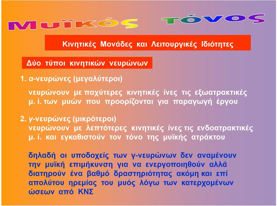 γ-νευρώνες (μικρότεροι) νευρώνουν με λεπτότερες κινητικές ίν