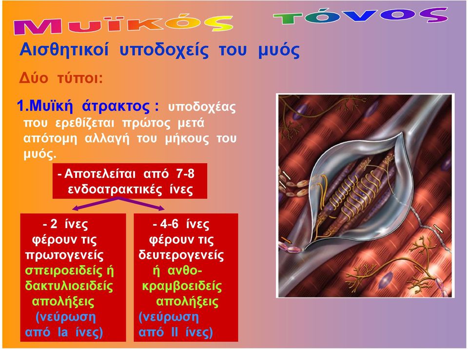 - Αποτελείται από 7-8 ενδοατρακτικές ίνες - 2 ίνες φέρουν τις πρωτογενείς σπειροειδείς ή