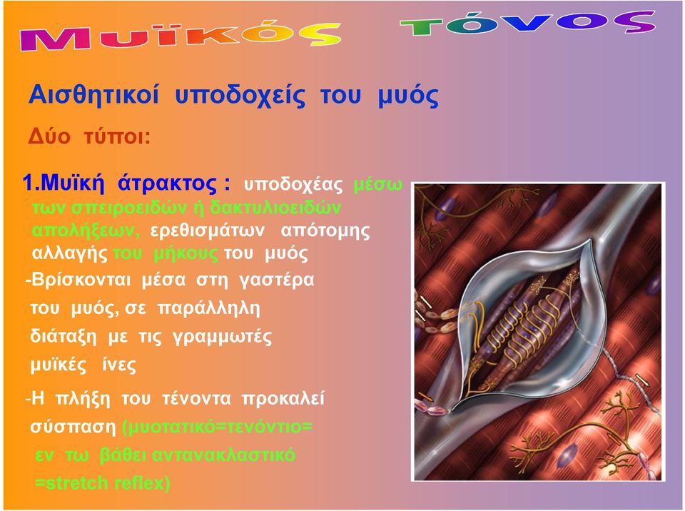 απότομης αλλαγής του μήκους του μυός -Bρίσκονται μέσα στη γαστέρα του μυός, σε παράλληλη