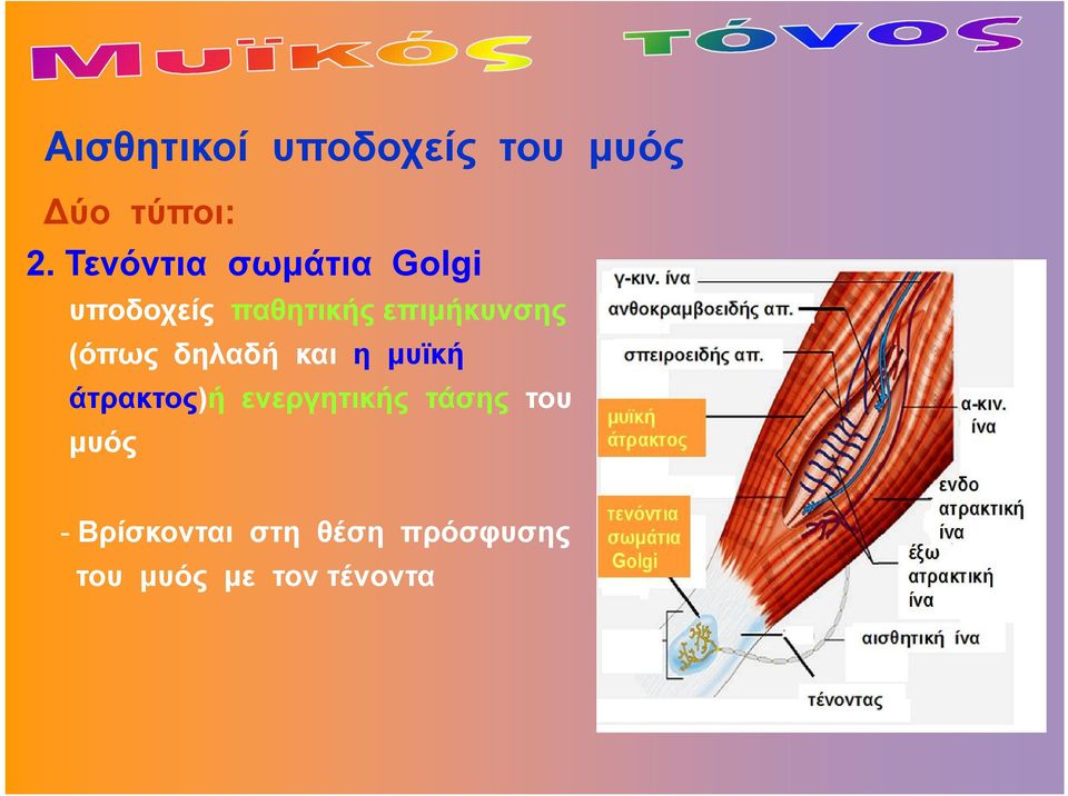 (όπως δηλαδή και η μυϊκή άτρακτος)ή ενεργητικής τάσης