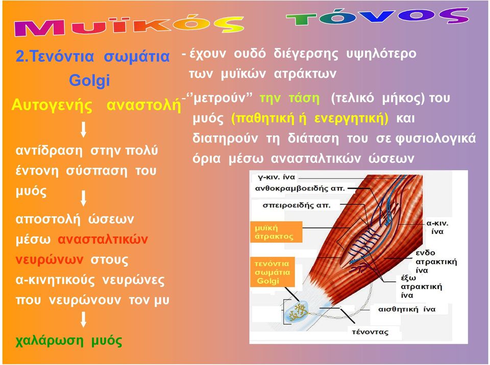 διέγερσης υψηλότερο των μυϊκών ατράκτων - μετρούν την τάση (τελικό μήκος) του μυός (παθητική ή