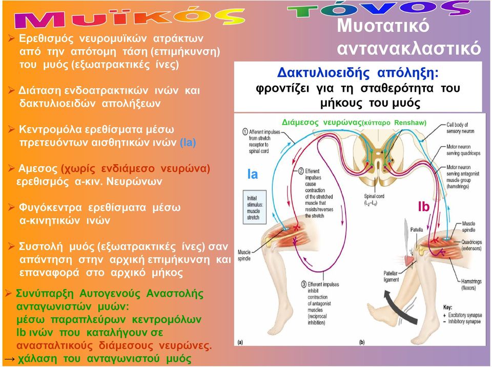 Νευρώνων Φυγόκεντρα ερεθίσματα μέσω α-κινητικών ινών Ia Μυοτατικό αντανακλαστικό Δακτυλιοειδής απόληξη: φροντίζει για τη σταθερότητα του μήκους του μυός Διάμεσος νευρώνας(κύτταρο