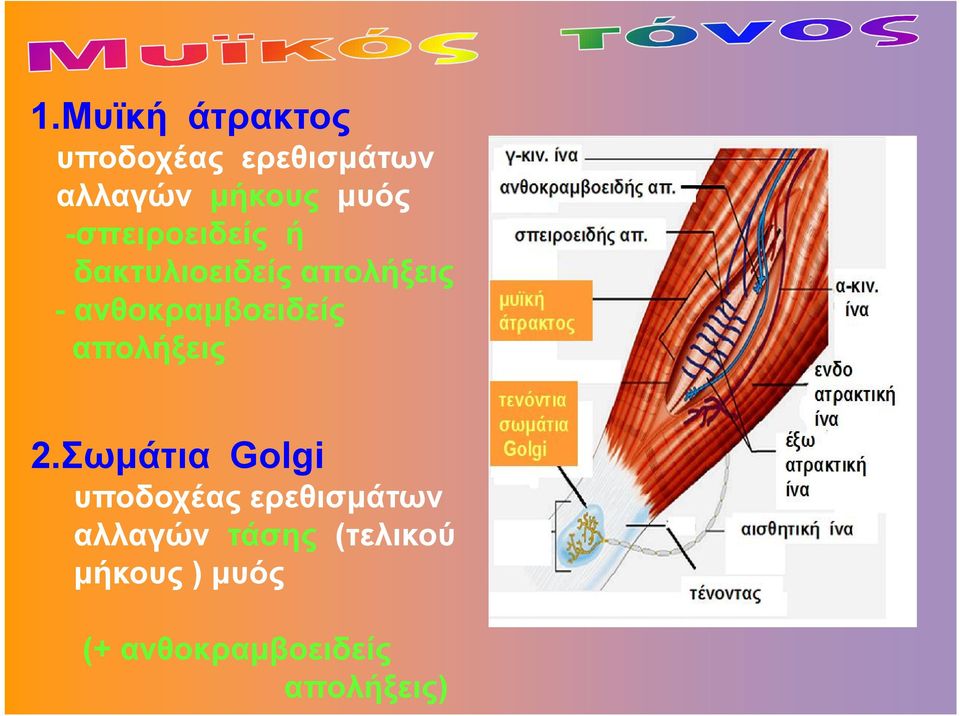 ανθοκραμβοειδείς απολήξεις 2.