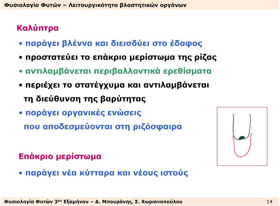 διεύθυνση της βαρύτητας παράγει οργανικές ενώσεις που αποδεσµεύονται στη ριζόσφαιρα Επάκριο