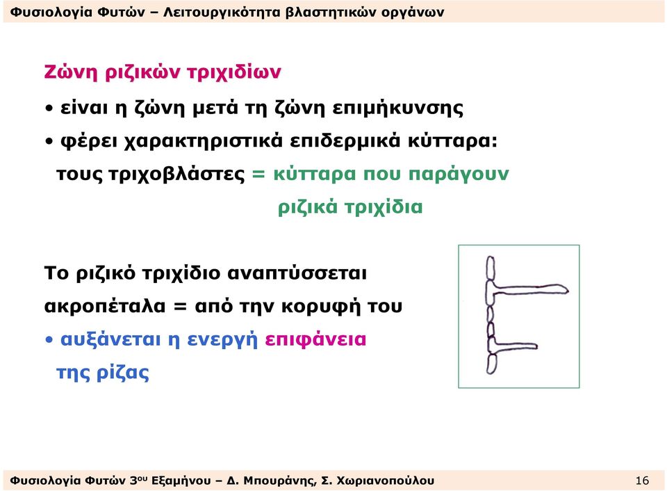 Το ριζικό τριχίδιο αναπτύσσεται ακροπέταλα = από την κορυφή του αυξάνεται η