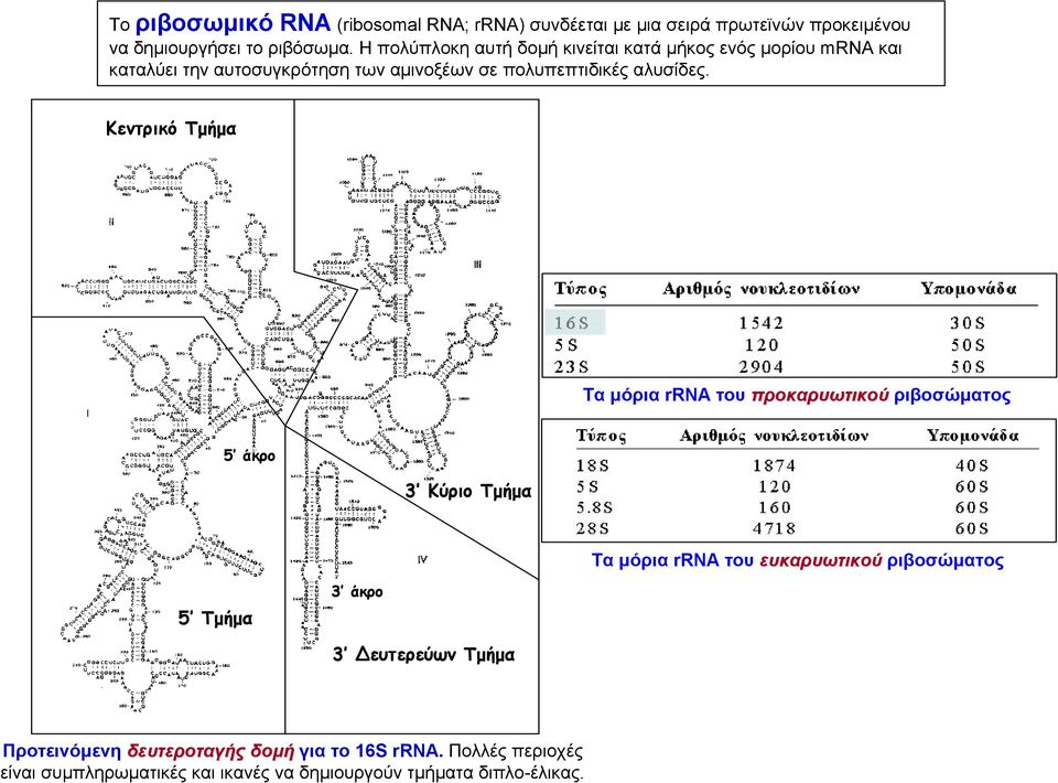 Κεντρικό Τμήμα Τα μόρια rrna του προκαρυωτικού ριβοσώματος 5 άκρο 3 Κύριο Τμήμα Τα μόρια rrna του ευκαρυωτικού ριβοσώματος 5 Τμήμα 3