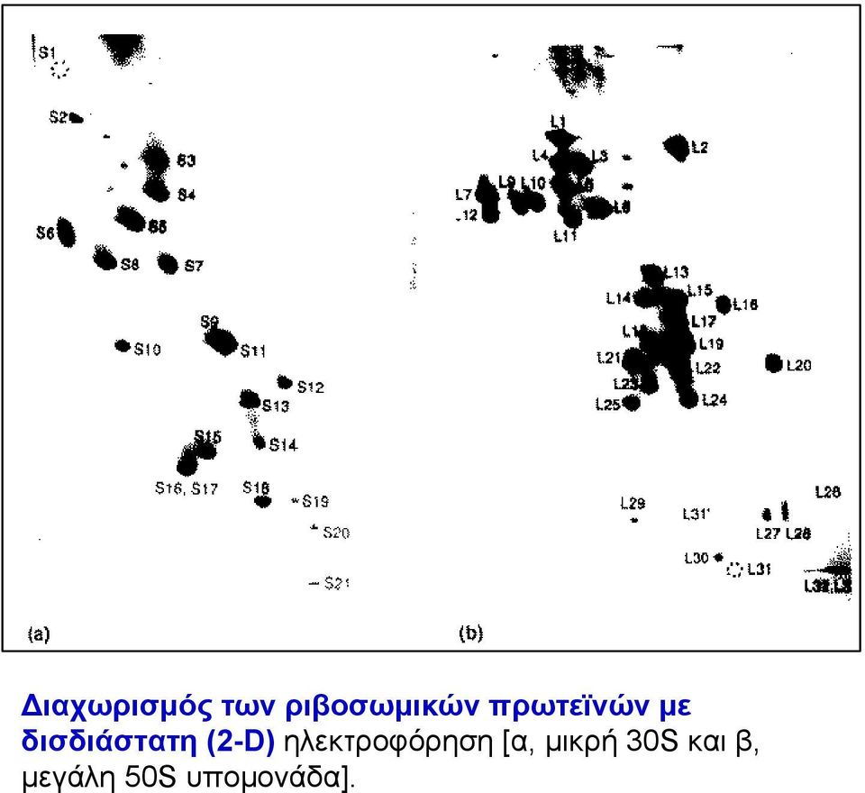 (2-D) ηλεκτροφόρηση [α,