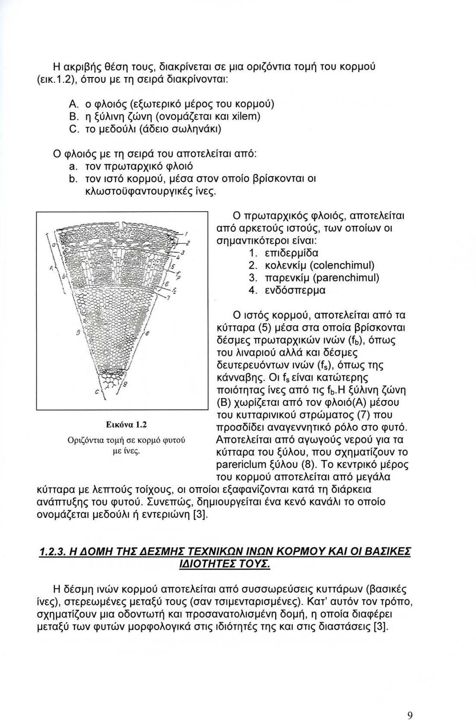 Ο πρωταρχικός φλοιός, αποτελείται από αρκετούς ιστούς, των οποίων οι σημαντικότεροι είναι: 1. επιδερμίδα 2. κολενκίμ (colenchimul) 3. παρενκίμ (parenchimul) 4. ενδόσπερμα Εικόνα 1.