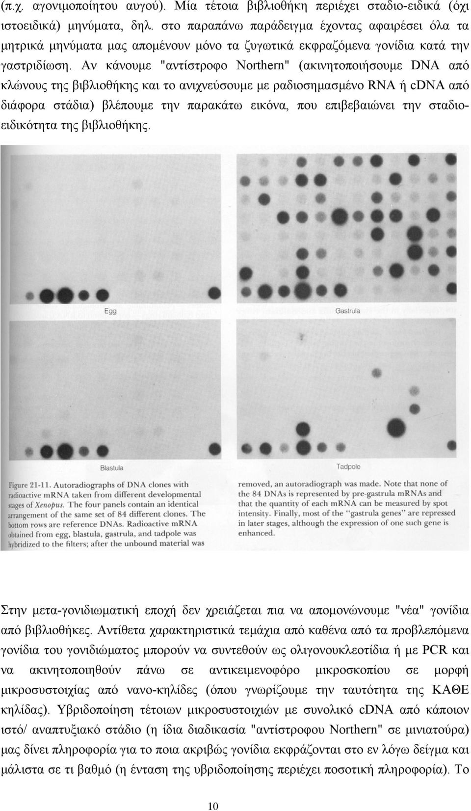 Aν κάνουµε "αντίστροφο Northern" (ακινητοποιήσουµε DNA από κλώνους της βιβλιοθήκης και το ανιχνεύσουµε µε ραδιοσηµασµένο RNA ή cdna από διάφορα στάδια) βλέπουµε την παρακάτω εικόνα, που επιβεβαιώνει