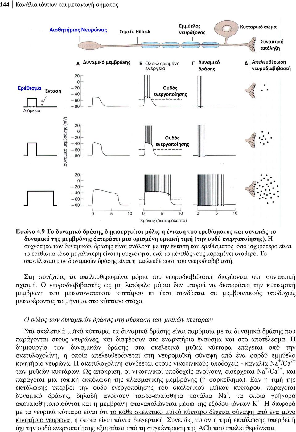 9 Το δυναμικό δράσης δημιουργείται μόλις η ένταση του ερεθίσματος και συνεπώς το δυναμικό της μεμβράνης ξεπεράσει μια ορισμένη οριακή τιμή (την ουδό ενεργοποίησης).