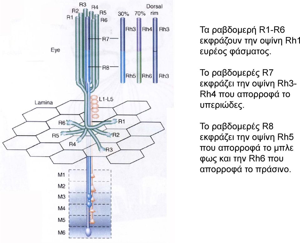 το υπεριώδες.