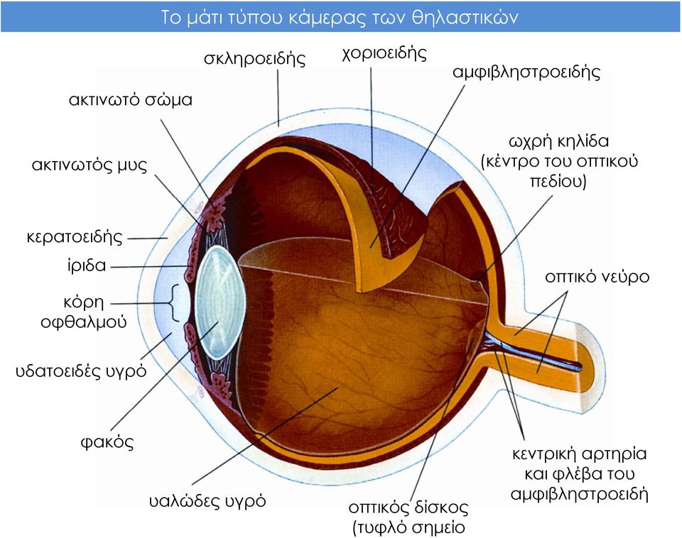οπτικού πεδίου) κερατοειδής ίριδα κόρη οφθαλμού οπτικό νεύρο υδατοειδές