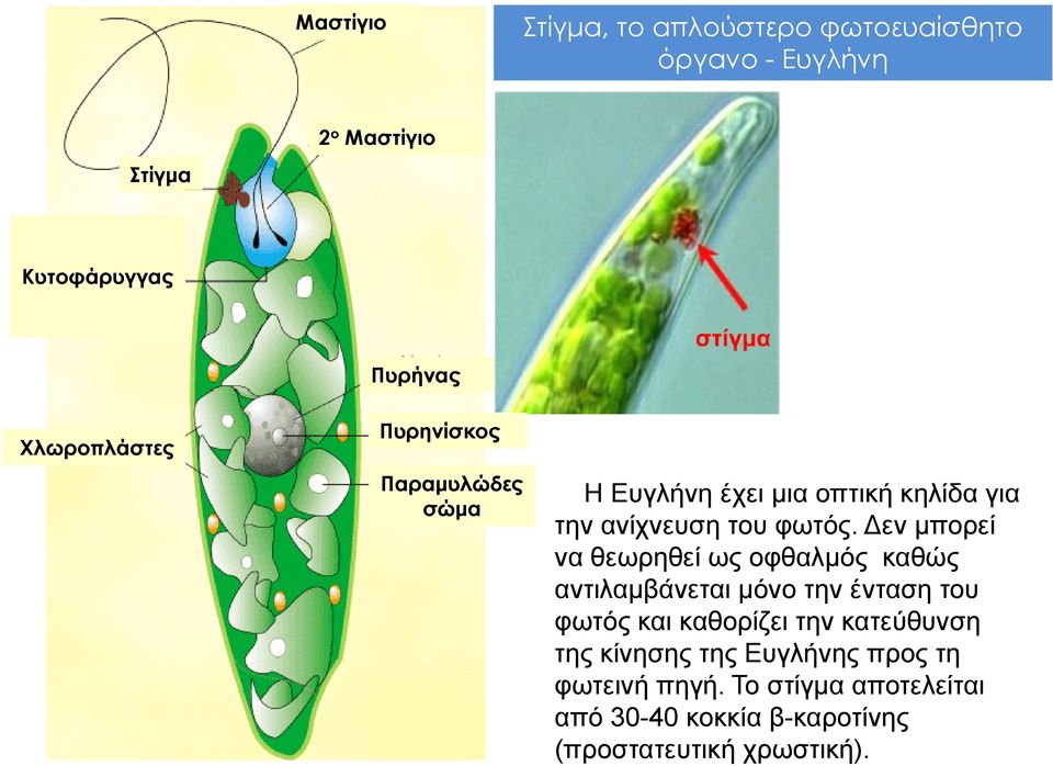 Δεν μπορεί να θεωρηθεί ως οφθαλμός καθώς αντιλαμβάνεται μόνο την ένταση του φωτός και καθορίζει την