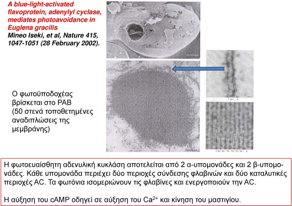 Ο φωτοϋποδοχέας βρίσκεται στο ΡΑΒ (50 στενά τοποθετημένες αναδιπλώσεις της μεμβράνης) ) Η φωτοευαίσθητη αδενυλική κυκλάση αποτελείται από 2