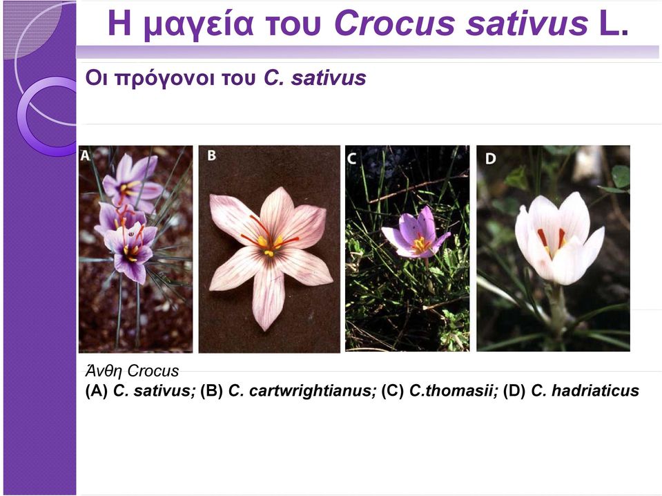 (A) C. sativus; (B) C.