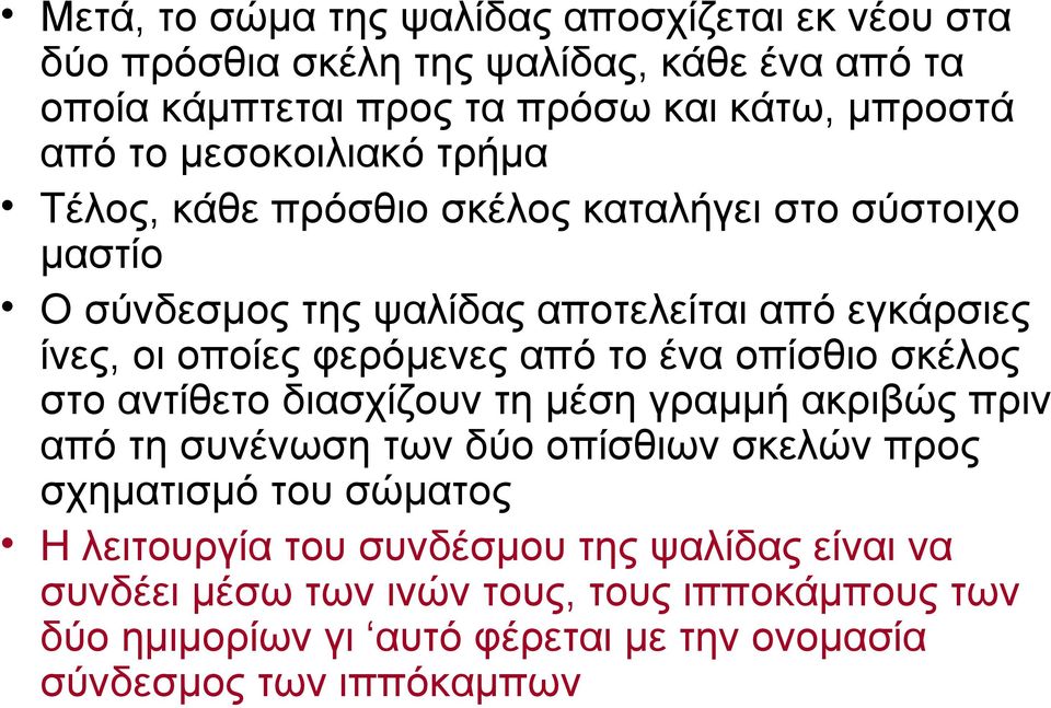 από το ένα οπίσθιο σκέλος στο αντίθετο διασχίζουν τη μέση γραμμή ακριβώς πριν από τη συνένωση των δύο οπίσθιων σκελών προς σχηματισμό του σώματος Η