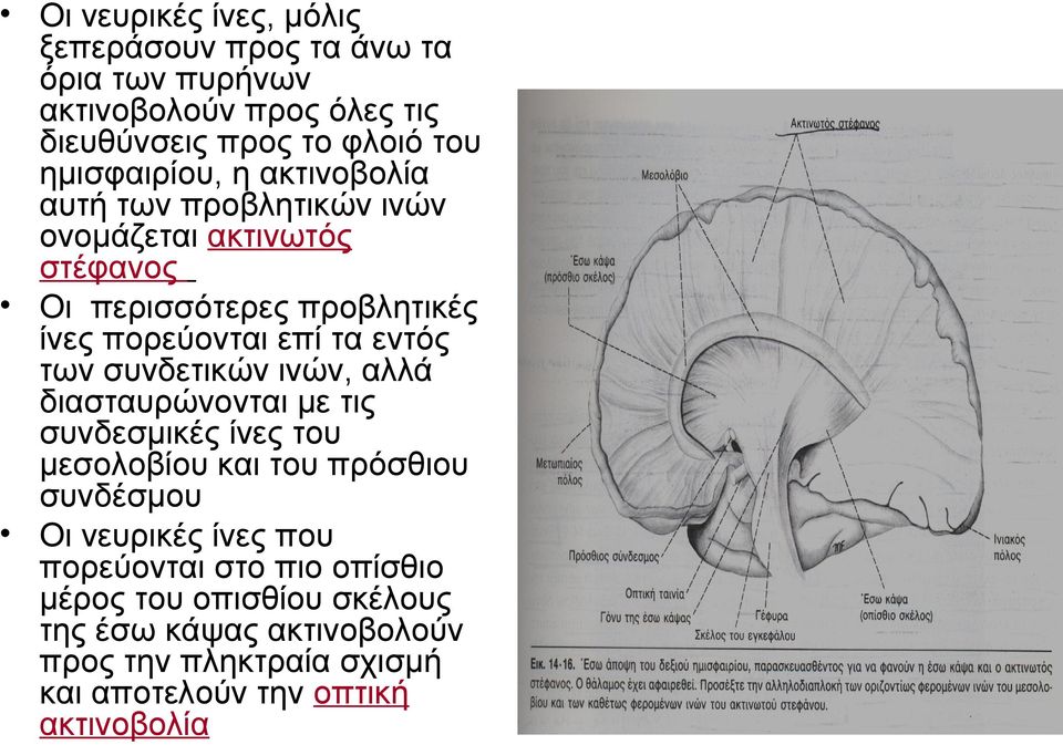 εντός των συνδετικών ινών, αλλά διασταυρώνονται με τις συνδεσμικές ίνες του μεσολοβίου και του πρόσθιου συνδέσμου Οι νευρικές ίνες