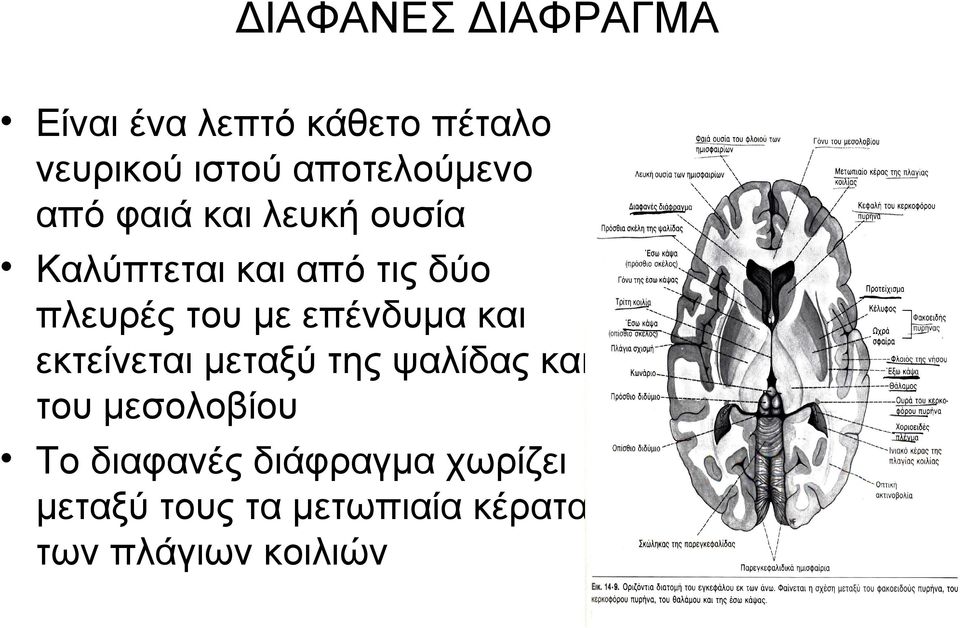 πλευρές του με επένδυμα και εκτείνεται μεταξύ της ψαλίδας και του