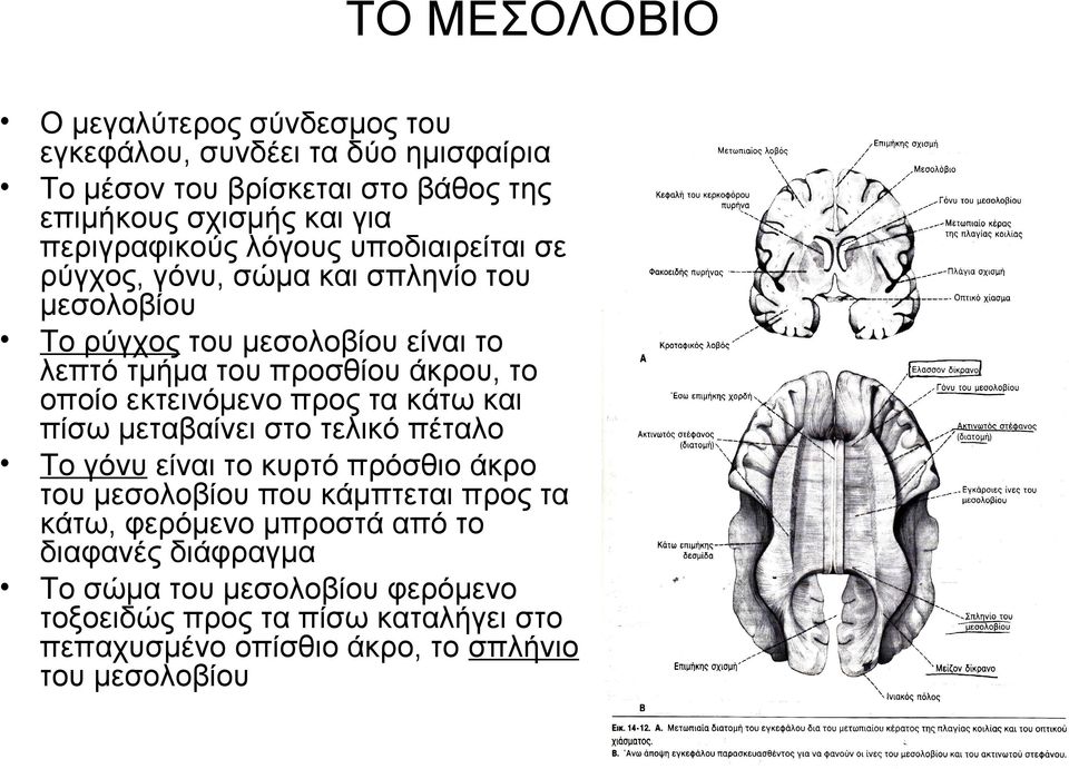 το οποίο εκτεινόμενο προς τα κάτω και πίσω μεταβαίνει στο τελικό πέταλο Το γόνυ είναι το κυρτό πρόσθιο άκρο του μεσολοβίου που κάμπτεται προς τα κάτω,