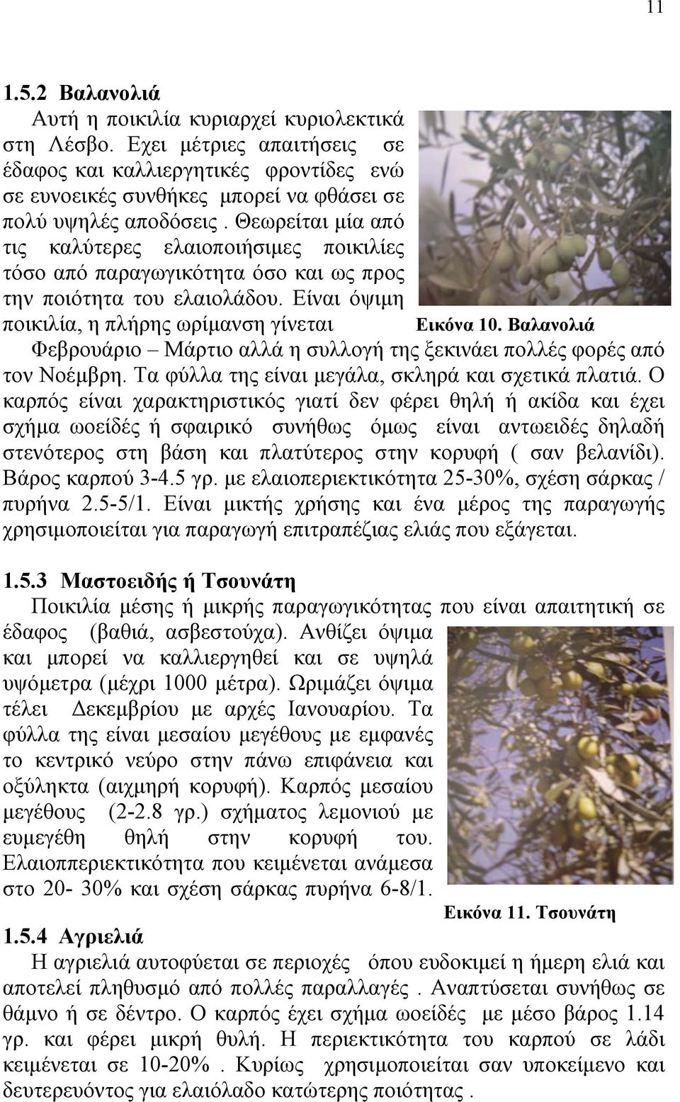 Βαλανολιά Φεβρουάριο Μάρτιο αλλά η συλλογή της ξεκινάει πολλές φορές από τον Νοέµβρη. Τα φύλλα της είναι µεγάλα, σκληρά και σχετικά πλατιά.