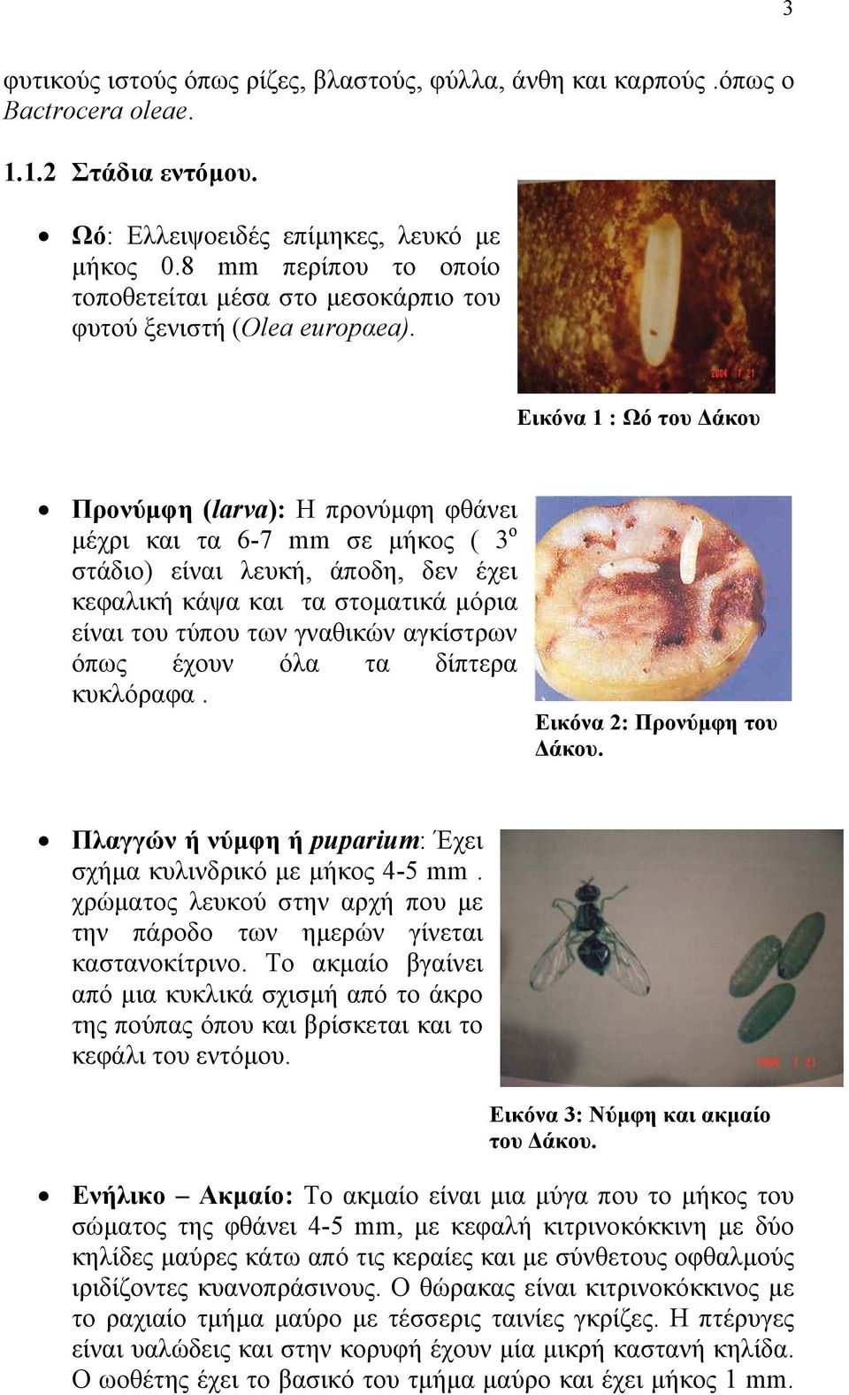 Εικόνα 1 : Ωό του άκου Προνύµφη (larva): Η προνύµφη φθάνει µέχρι και τα 6-7 mm σε µήκος ( 3 ο στάδιο) είναι λευκή, άποδη, δεν έχει κεφαλική κάψα και τα στοµατικά µόρια είναι του τύπου των γναθικών