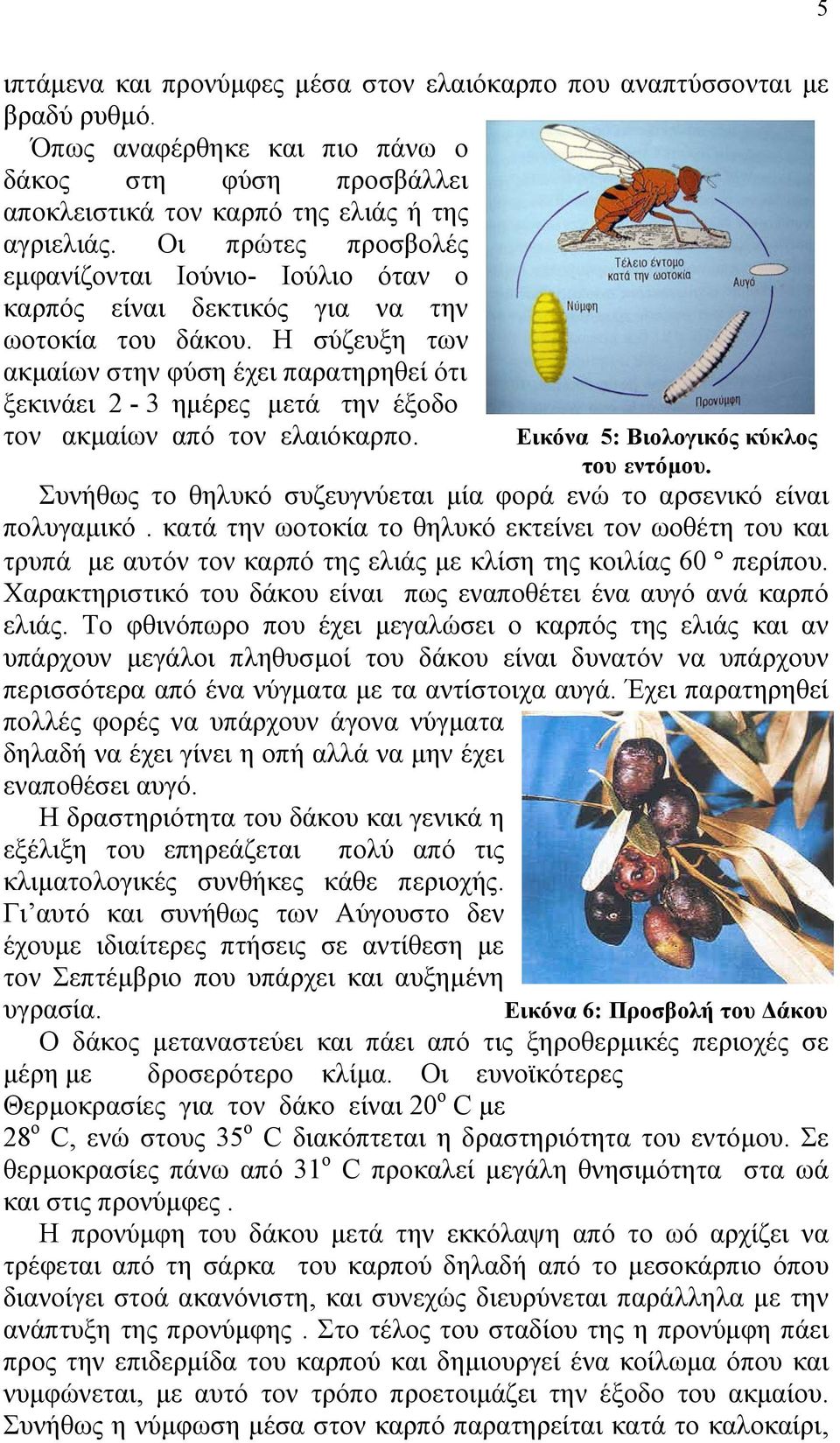 Η σύζευξη των ακµαίων στην φύση έχει παρατηρηθεί ότι ξεκινάει 2-3 ηµέρες µετά την έξοδο τον ακµαίων από τον ελαιόκαρπο. Εικόνα 5: Βιολογικός κύκλος του εντόµου.