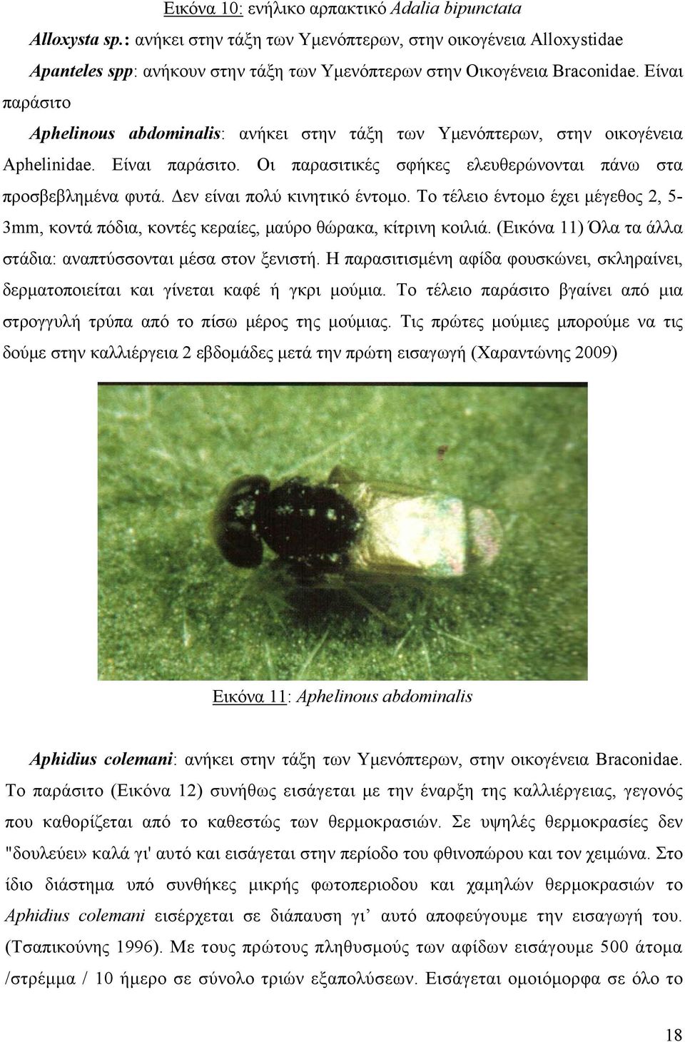 Είναι παράσιτο Aphelinous abdominalis: ανήκει στην τάξη των Υμενόπτερων, στην οικογένεια Aphelinidae. Είναι παράσιτο. Οι παρασιτικές σφήκες ελευθερώνονται πάνω στα προσβεβλημένα φυτά.