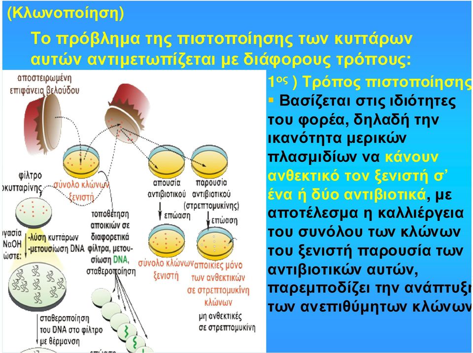 πλασµιδίων να κάνουν ανθεκτικό τον ξενιστή σ ένα ή δύο αντιβιοτικά, µε αποτέλεσµα η καλλιέργεια του