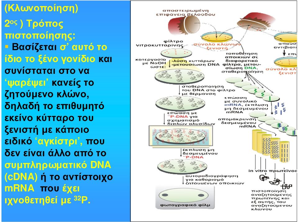 δηλαδή το επιθυµητό εκείνο κύτταρο του ξενιστή µε κάποιο ειδικό αγκίστρι,