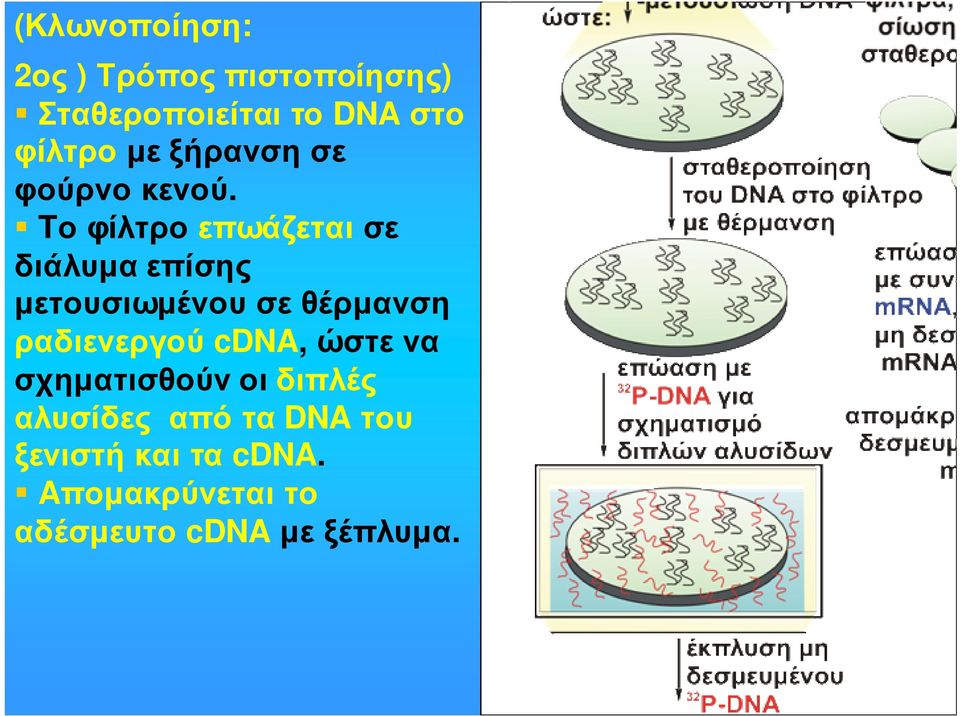 Tοφίλτροεπωάζεταισε διάλυµα επίσης µετουσιωµένου σε θέρµανση ραδιενεργού