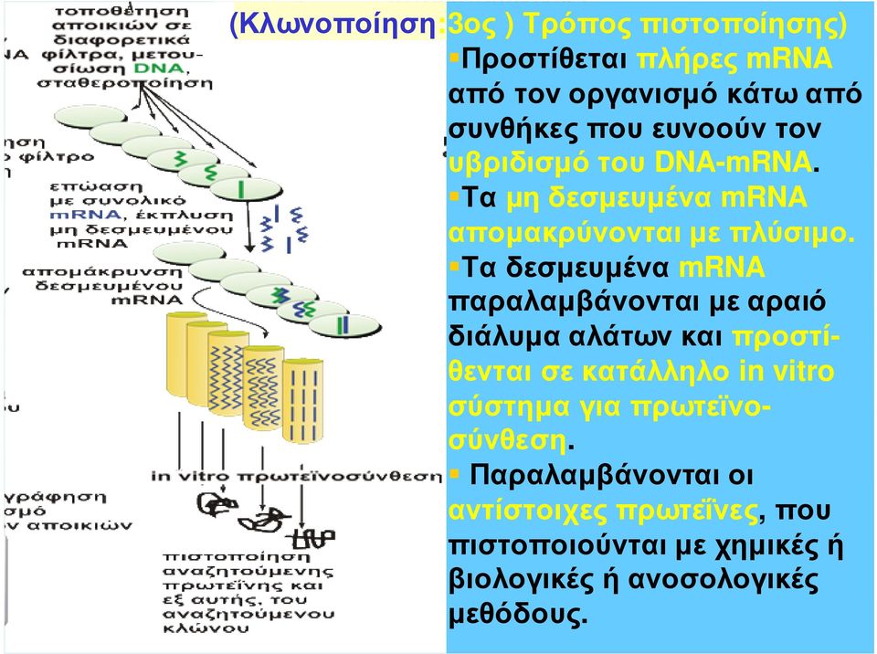 Τα δεσµευµένα mrna παραλαµβάνονται µε αραιό διάλυµα αλάτων και προστίθενται σε κατάλληλο in vitro σύστηµα