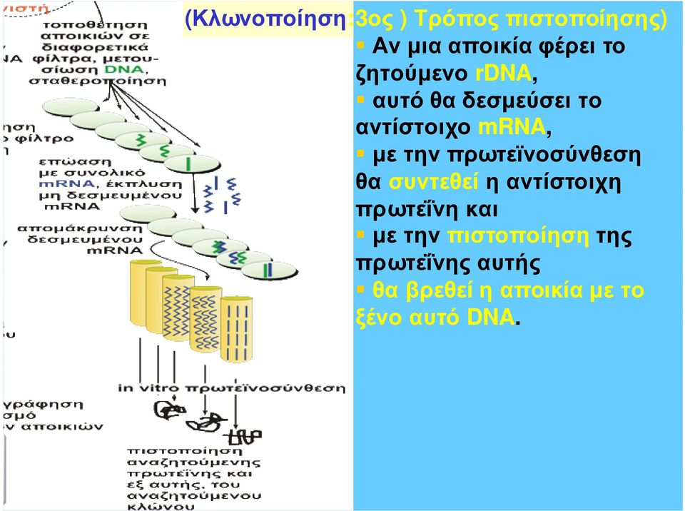 πρωτεϊνοσύνθεση θα συντεθεί η αντίστοιχη πρωτεΐνη και