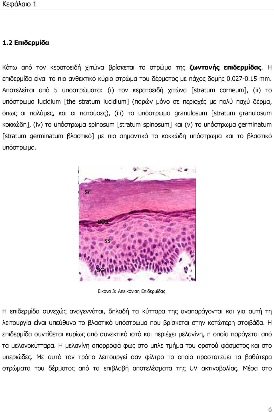 πατούσες), (iii) το υπόστρωµα granulosum [stratum granulosum κοκκώδη], (iv) το υπόστρωµα spinosum [stratum spinosum] και (v) το υπόστρωµα germinatum [stratum germinatum βλαστικό] µε πιο σηµαντικά το