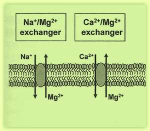 ΔΙΑΚΥΤΤΑΡΙΑ ΜΕΤΑΚΙΝΗΣΗ ΜΑΓΝΗΣΙΟΥ ΕΞΟΔΟΣ (EFFLUX) + + - - Mn ++ /Mg ++ antiporter Cl - / Mg ++ co-transporter Η έξοδος