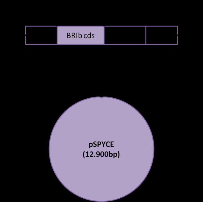 Εικόνα 33. Σχηματική αναπαράσταση των κατασκευών παροδικού μετασχηματισμού για τις πρωτεΐνες BRI1a και BRI1b στο φορέα pspyne.