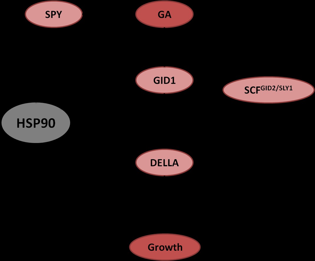 DELLA, β) οι πρωτεΐνες GID1a και GID1b, που είναι οι βασικοί υποδοχείς των ορμονών GA στους περισσότερους οργανισμούς και γ) η πρωτεΐνη SPY, που είναι ένας βασικός αρνητικός ρυθμιστής στο μονοπάτι