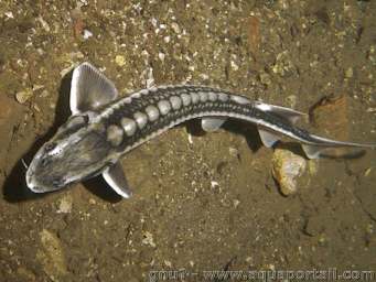 ACIPENSERIFORMES Acipenseridae Acipenser sturio Οξύρρυγχος ο Στυρίων, Οξύρρυγχος ο κοινός I A Π.. 67/1981, Κ.Υ.Α. αριθ.
