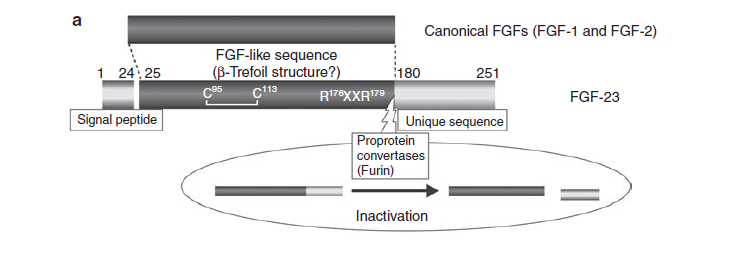 Schematic structure of fibroblast growth