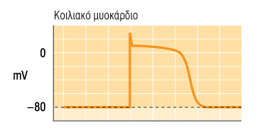 ΔΕ σε Καρδιακά Μυϊκά Κύτταρα Η ρυθμική δημιουργία ΔΕ στο καρδιακό κυττ.