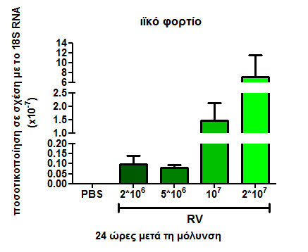 Από τα παραπάνω αποτελέσματα είναι φανερό πως ο ρινοϊός, χορηγούμενος στις συγκεκριμένες δόσεις, μπορεί να προσβάλει τους νεογνικούς και ενήλικους μύες, προκαλώντας ωστόσο ήπια φλεγμονή.