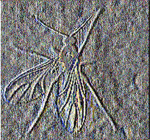 Εικόνα 19. Το ακμαίο Fungus gnats (Sciarids) (http://www.shroomerv.