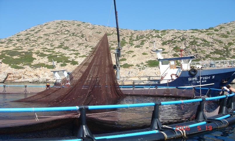 Η Ιχθυοκαλλιέργεια στην Ε.E. Παραγωγή Ψαριών Ιχθυοκαλλιέργειας Όγκος Αξία 665.392 ton 2,86 δις 51 % 71,42 % επί του συνόλου της υδατοκαλλιέργειας στην Ε.Ε. Η Συμμετοχή της Ελλάδας Όγκος Αξία 127.
