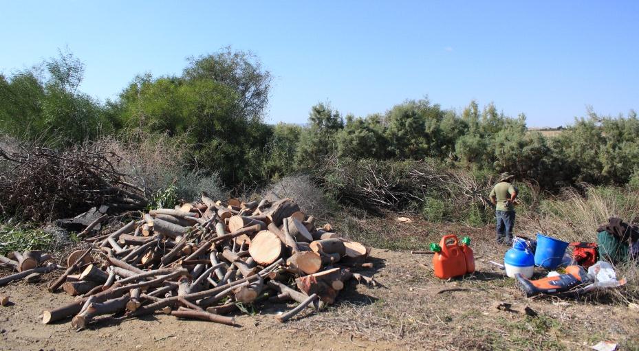 λίμνης Ορόκλινης, ακόμα τέσσερα είδη πουλιών που ανήκουν επίσης στο Παράρτημα Ι της Ευρωπαϊκής Οδηγίας για τα Πουλιά, φωλιάζουν ή έχουν καταγραφεί να φωλιάζουν στη λίμνη.