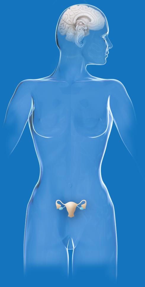 Τα Οιστρογόνα στις Προεμμηνοπαυσιακές Γυναίκες Παράγονται Κατά Κύριο Λόγο από τις Ωοθήκες Η παραγωγή οιστρογόνων διεγείρεται από την ωοθυλακιοτρόπο ορμόνη (FSH) και την ωχρινοτρόπο ορμόνη (LH) που