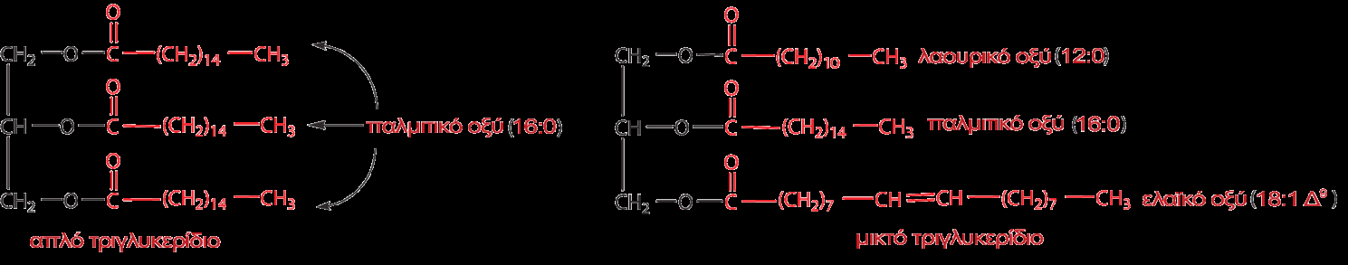 Μικρό ποσοστό των λιπαρών οξέων βρίσκεται ελεύθερο. Το μεγαλύτερο ποσοστό τους είναι δεσμευμένο με άλλα μόρια για να σχηματιστούν τα τριγλυκερίδια, τα φωσφολιπίδια και τα σφιγγογλυκολιπίδια. 21.