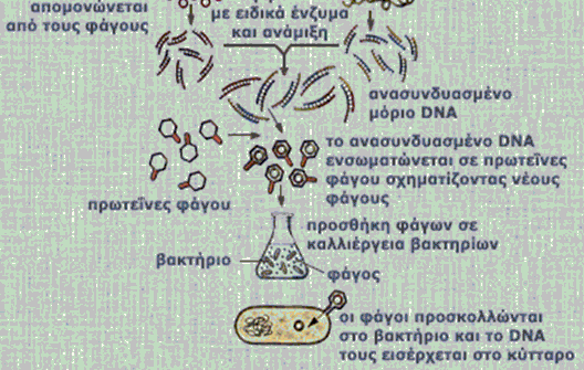 Τo DNA του βακτηριοφάγου λ ΦΟΡΕΙΣ ΚΛΩΝΟΠΟΙΗΣΗΣ Είναι ένας άλλος φορέας κλωνοποίησης που χρησιµοποιείται ευρύτατα γιατί µπορεί να